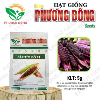 HẠT GIỐNG BẮP TÍM ĐỎ F1 5Gr - MUA 3 TẶNG 1 CÙNG LOẠI  - HẠT GIỐNG KING PHƯƠNG ĐÔNG