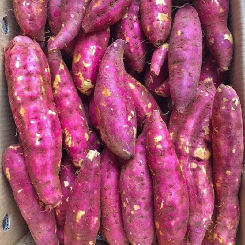 khoai lang tím (30 nhánh để trồng)