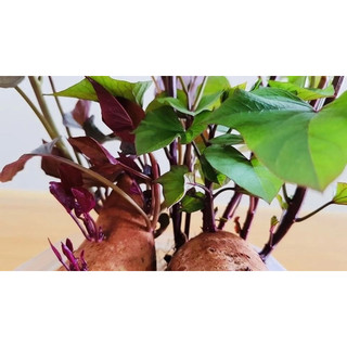 khoai lang tím (30 nhánh để trồng)