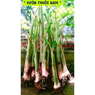Cây chuối tây, chuối sứ làm giống .
