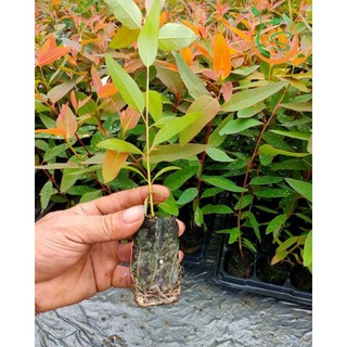 Cây bạch đàn đỏ làm giống .