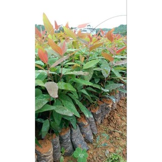 Cây bạch đàn đỏ (khuynh điệp) làm giống .