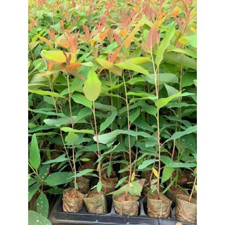 Cây bạch đàn đỏ (khuynh điệp) làm giống .