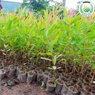 Cây bạch đàn đỏ (khuynh điệp) làm giống .