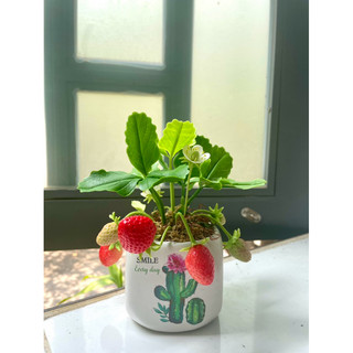Chậu dâu tây mini làm bằng đất sét để bàn cực xinh