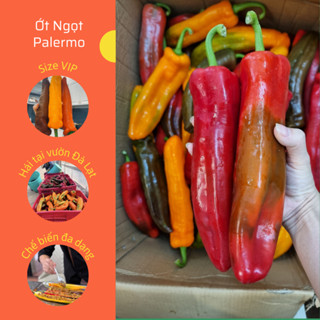 Trái Ớt ngọt Palermo size VIP đủ màu - ớt trái cây giòn ngọt không cay - Kgarden