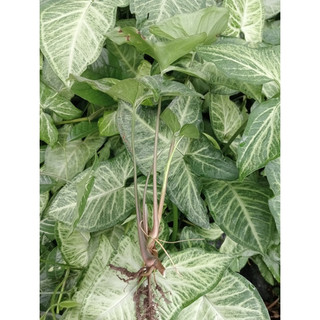 Cây trầu bà trắng (cây phong thủy để bàn)