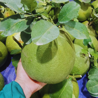 Combo 2 trái bưởi tân triều - đặc sản đồng nai, da xanh ruột hồng, đặc biệt ngon
