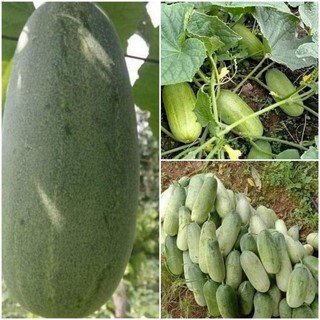 Hạt giống dưa chuột mèo