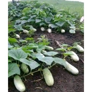 Hạt giống dưa chuột mèo