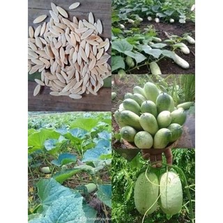Hạt giống dưa chuột mèo