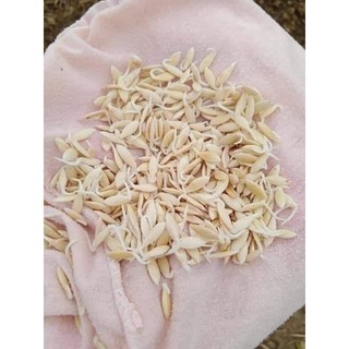 Hạt giống dưa chuột mèo