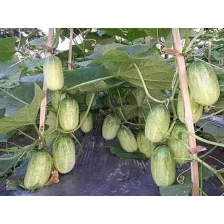 Hạt giống dưa chuột mèo