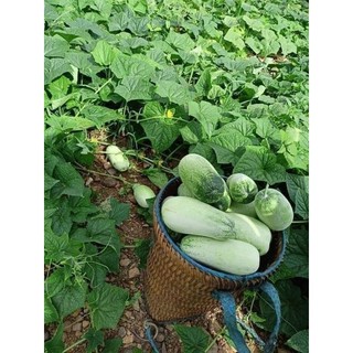 Hạt giống dưa chuột mèo