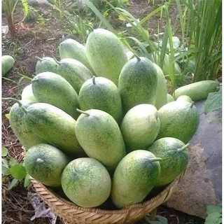 Hạt giống dưa chuột mèo