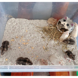 Cát buddy trắng, cát lót chuồng hamster [1kg]