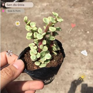 🔥 sale + free ship 🔥 sen đá đô la trắng size bầu