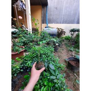 Cây mác mật giống (loại lá nhỏ thơm đậm)
