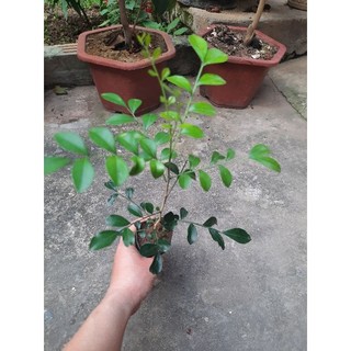 Cây mác mật giống