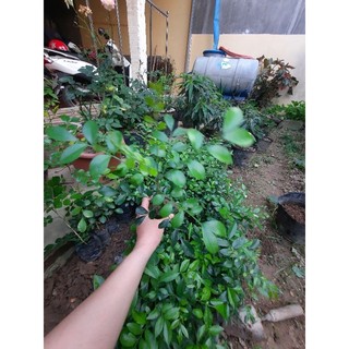 Cây mác mật giống (loại lá nhỏ thơm đậm)