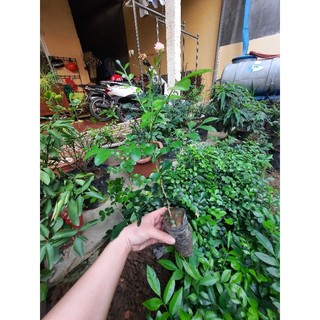 Cây mác mật giống (loại lá nhỏ thơm đậm)