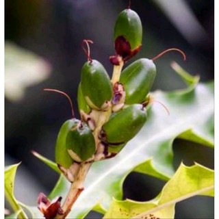 Trái ô rô khô mọc tự nhiên chỉ trái ô rô phơi khô