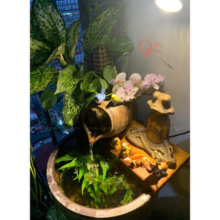 Lu thác nước thủy sinh