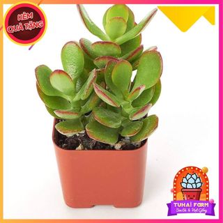 Sen Đá Cánh Bướm Xanh - Sen đá Thạch Bích Size Lỡ