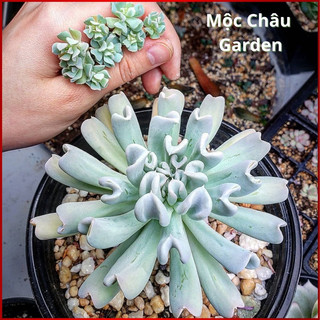 sen đá cúc trắng, size trung, sen đá Đà Lạt
