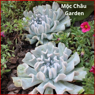 sen đá cúc trắng, size trung, sen đá Đà Lạt