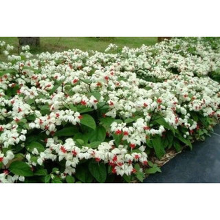Giống hoa ngọc nữ cây sẵn hoa