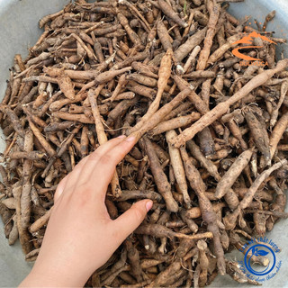 Sâm cau đen, sâm tiên mao tươi rừng Tây Bắc . Dược liệu quý sâm cau đỏ, sâm cau đen tươi, khô ngâm rượu
