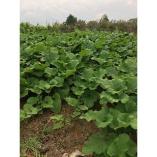 Ngưu Bàng Khô (1kg_2 túi)