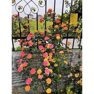 Gốc hoa hồng Leo  đổi màu (tặng kèm kích rễ)