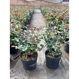 Gốc hoa hồng Leo  đổi màu (tặng kèm kích rễ)