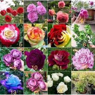 Gốc hoa hồng Leo  đổi màu (tặng kèm kích rễ)
