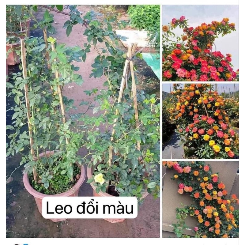 Gốc hoa hồng Leo  đổi màu (tặng kèm kích rễ)