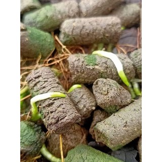 Phân bón hữu cơ trùn quế viên nén ( 1 kg )