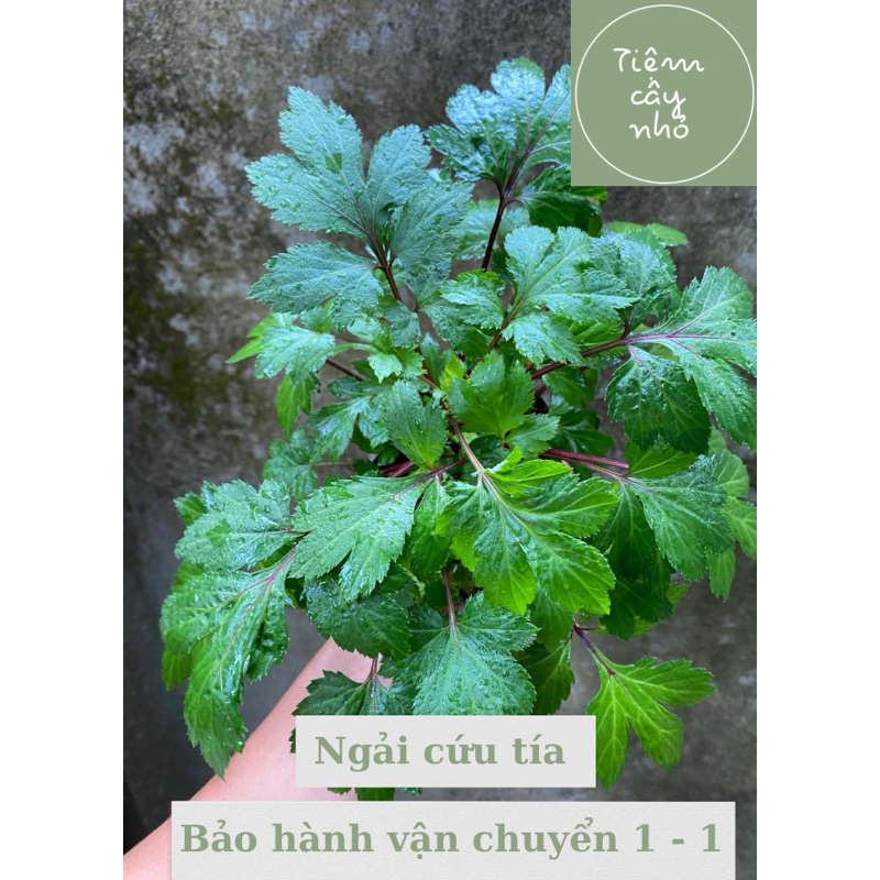 Cây giống rau Ngải cứu tía ( Cây ngải rừng, rau chân vịt ) - Bầu ổn định, dễ chăm sóc