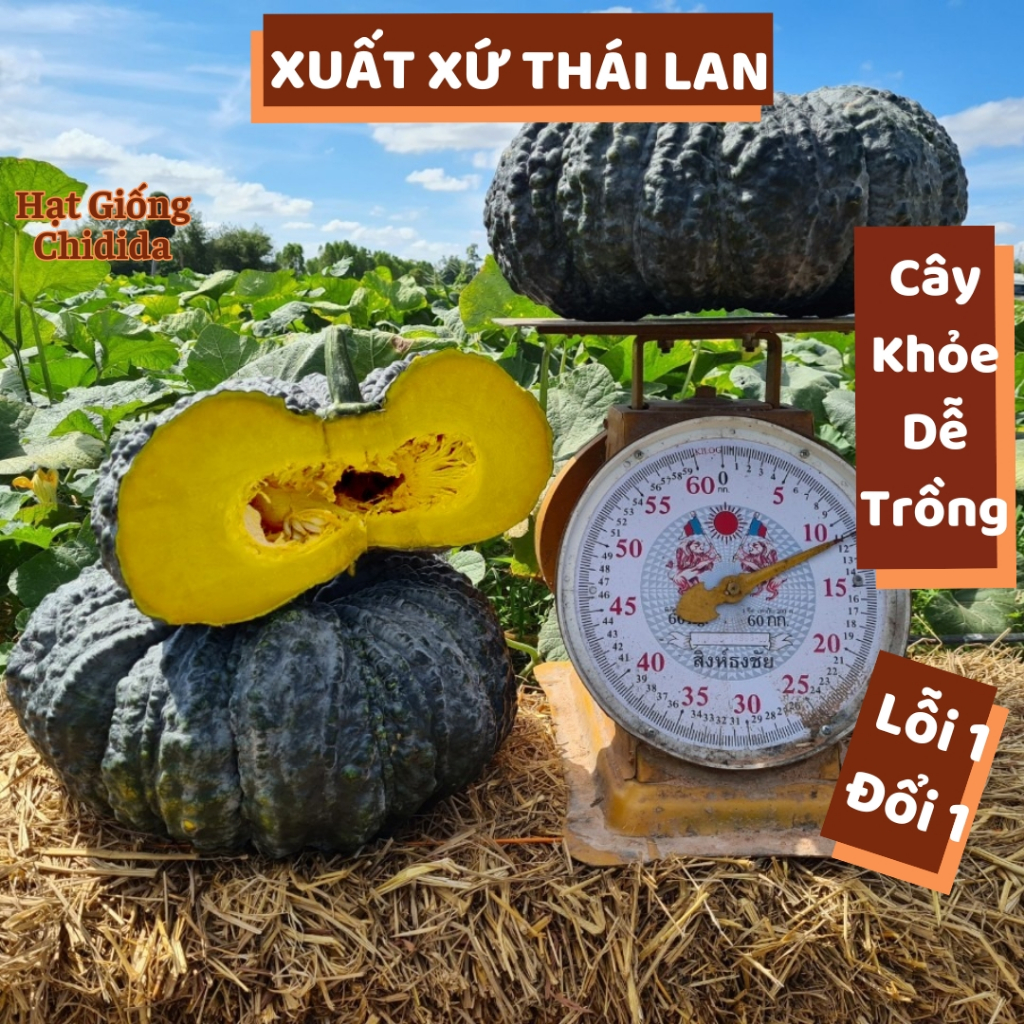Hạt giống bí đỏ da cóc Thái Lan thịt dày ruột đặc thơm ngọt nảy mầm tốt hạt giống bí ngô vỏ xanh Hạt giống Chidida