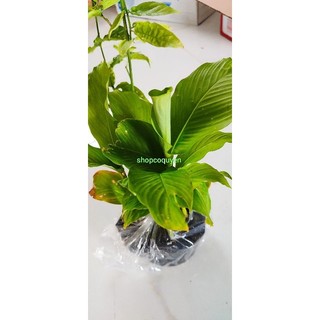 Củ lùn tròn chậu 5 cây con