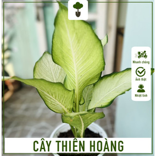 Cây thiên hoàng - cây cao 50-60 cm - sự tinh tế trong từng chi tiết - mang tài lộc