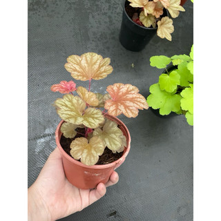 Chậu chuông san hô- Heuchera, cây lá màu, rực rỡ đủ sắc màu