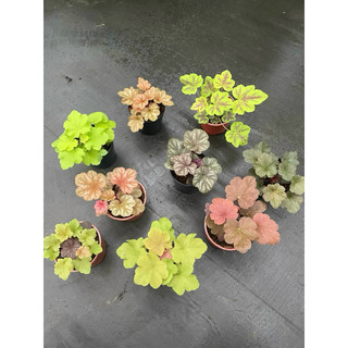 Chậu chuông san hô- Heuchera, cây lá màu, rực rỡ đủ sắc màu
