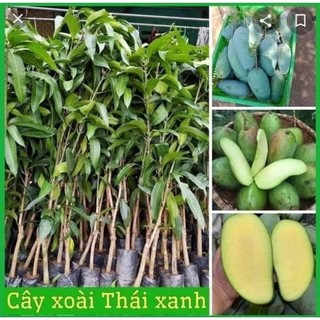 Cây giống xoài thái siêu ngọt