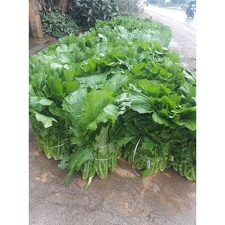 Hạt giống cải mèo (cải khổng lồ)