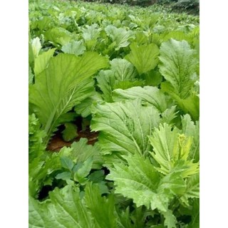Hạt giống cải mèo (cải khổng lồ)