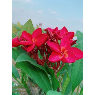 Cây Sứ Đại Đỏ Ấn Độ
