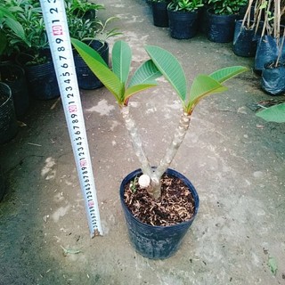 Cây Sứ Đại Đỏ Ấn Độ