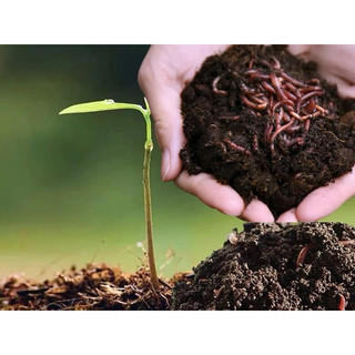 Phân bón cho cây quế vị